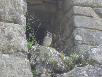 Rufous-collared Sparrow Machu Picchu Sun, 4/19/2009