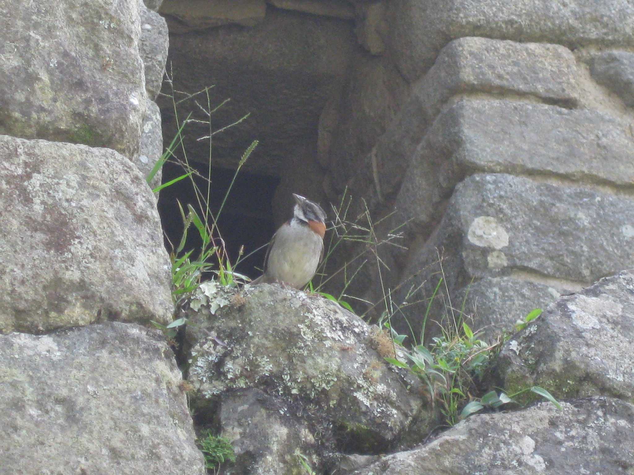 Photo of Rufous-collared Sparrow at Machu Picchu by Sweet Potato