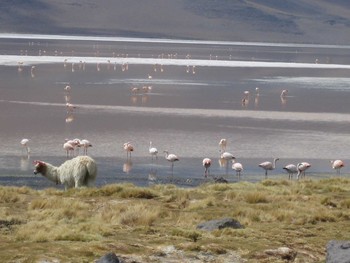 コバシフラミンゴ Reserva Nacional de Fauna Andina Eduardo Avaroa 2009年4月8日(水)