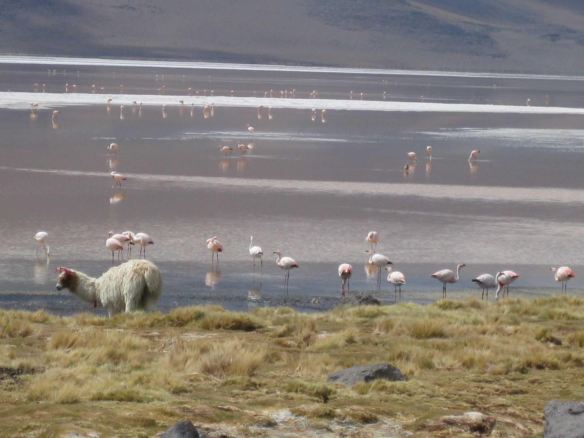 Reserva Nacional de Fauna Andina Eduardo Avaroa コバシフラミンゴの写真 by Sweet Potato