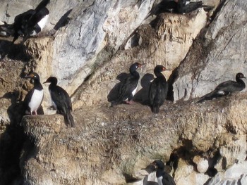 クロクビムナジロヒメウ Los Pingüinos Natural Monument 2009年3月18日(水)