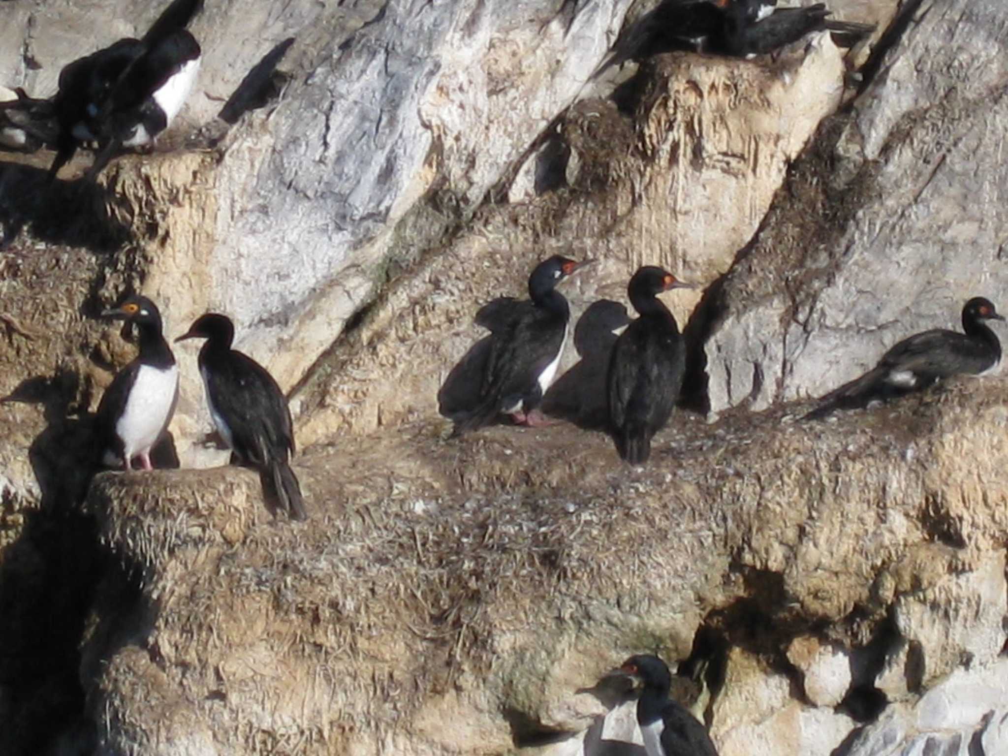 Los Pingüinos Natural Monument クロクビムナジロヒメウの写真 by Sweet Potato