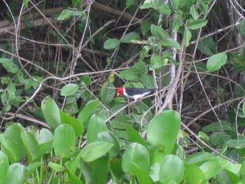 Yellow-billed Cardinal