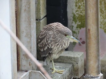 2020年12月29日(火) 葛西臨海公園の野鳥観察記録