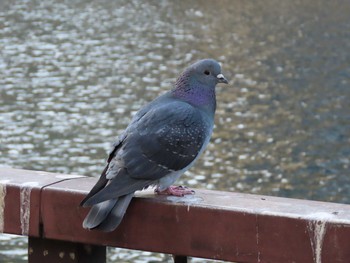 2020年12月28日(月) 高浜運河周辺（東京都港区）の野鳥観察記録