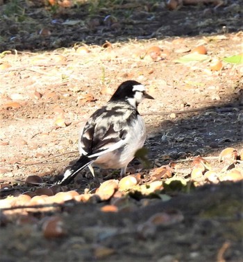 Wagtail 羽生水郷公園 Sat, 1/2/2021