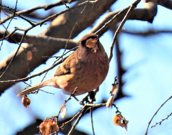 ベニマシコトアリスイ 羽生水郷公園 Sat, 1/2/2021