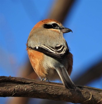 Bull-headed Shrike 羽生水郷公園 Sat, 1/2/2021