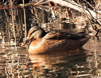 マガモ 羽生水郷公園 2021年1月2日(土)