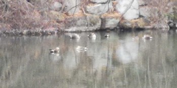 Eastern Spot-billed Duck 愛知県名古屋市守山区御膳洞　雨池公園 Sun, 1/3/2021