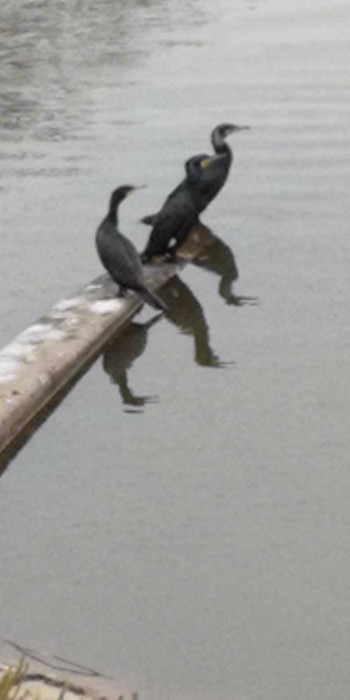 Great Cormorant 愛知県名古屋市守山区御膳洞　雨池公園 Sun, 1/3/2021