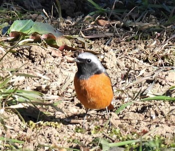 Daurian Redstart 羽生水郷公園 Sat, 1/2/2021