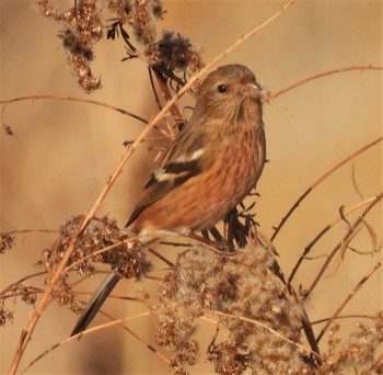 Siberian Long-tailed Rosefinch 羽生水郷公園 Sat, 1/2/2021