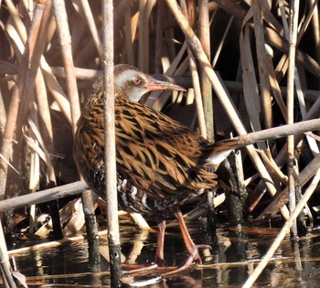 Brown-cheeked Rail 羽生水郷公園 Sat, 1/2/2021