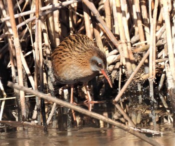 Brown-cheeked Rail 羽生水郷公園 Sat, 1/2/2021