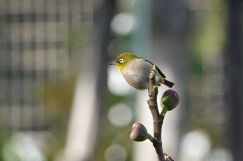 Warbling White-eye 東京都 Sun, 1/3/2021