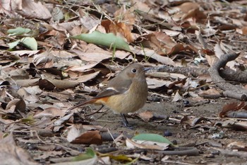 Daurian Redstart 東京都 Sun, 1/3/2021