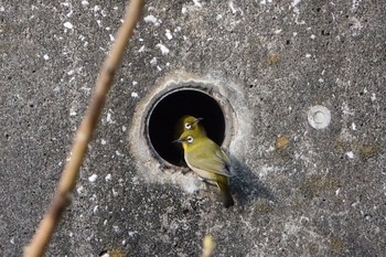 Warbling White-eye 東京都 Sun, 1/3/2021