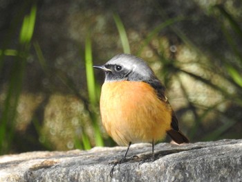 2021年1月3日(日) 座間谷戸山公園の野鳥観察記録