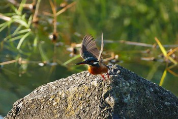 Common Kingfisher いつもの河原 Thu, 10/20/2016