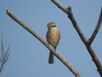 Bull-headed Shrike 引地川親水公園 Sun, 1/3/2021