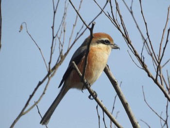 Bull-headed Shrike 引地川親水公園 Sun, 1/3/2021