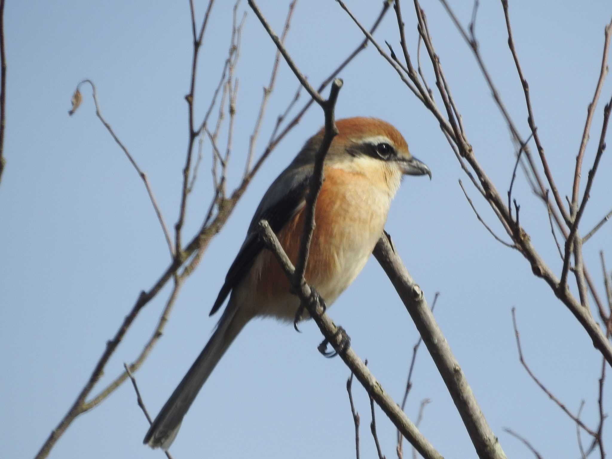 Photo of Bull-headed Shrike at 引地川親水公園 by きよ