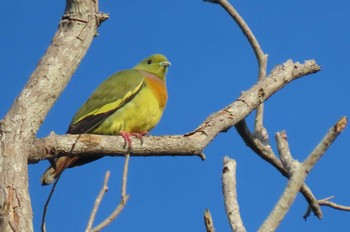 Orange-breasted Green Pigeon