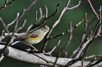 2021年1月3日(日) 神奈川県の野鳥観察記録