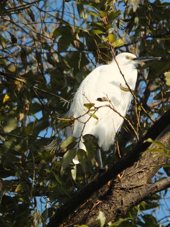 Little Egret 清瀬金山調節池 Tue, 11/17/2020