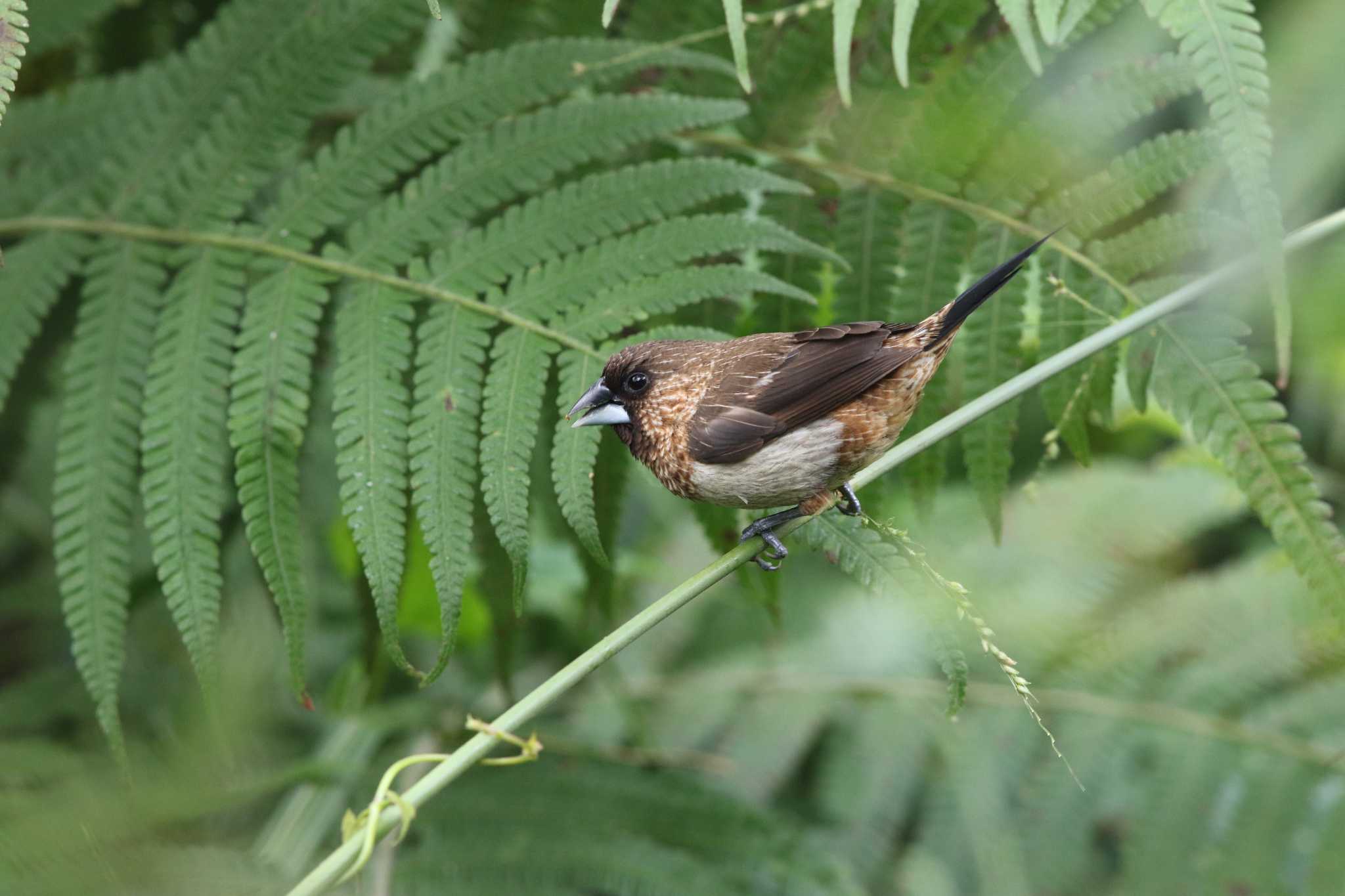 Photo of White-rumped Munia at タイポカウ by Trio