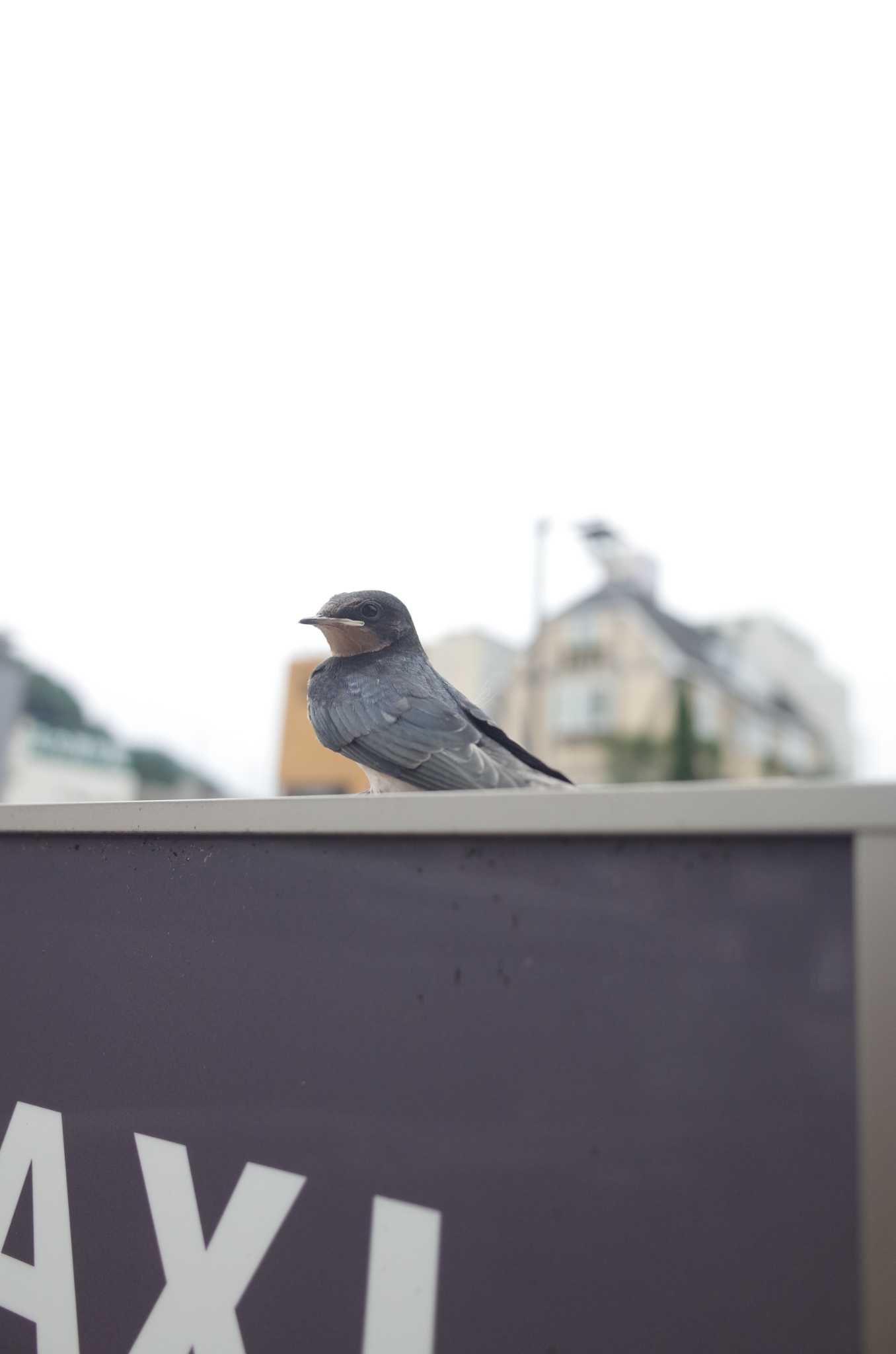 Photo of Barn Swallow at 山梨県大月市 by chiba