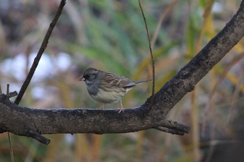Black-faced Bunting Unknown Spots Sat, 11/26/2016