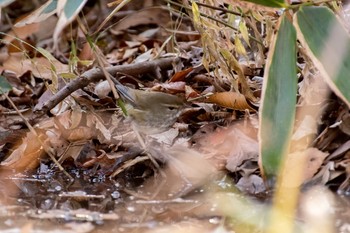 2021年1月3日(日) 井の頭公園の野鳥観察記録