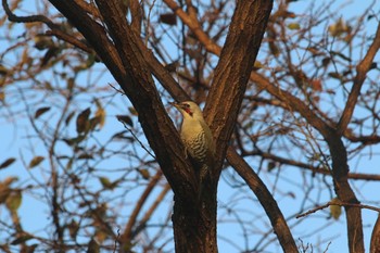 Japanese Green Woodpecker Unknown Spots Sat, 11/26/2016