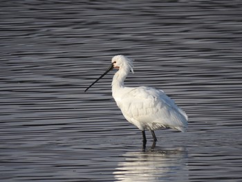 2021年1月2日(土) 多々良沼の野鳥観察記録