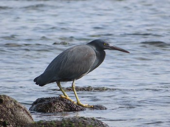 Sun, 1/3/2021 Birding report at 真鶴岬