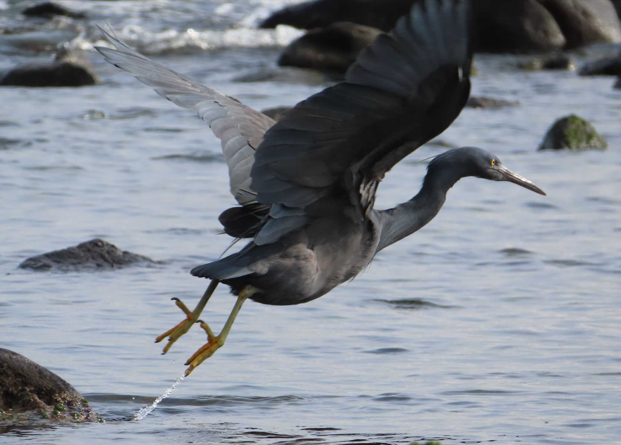 Photo of Pacific Reef Heron at 真鶴岬 by ゆ