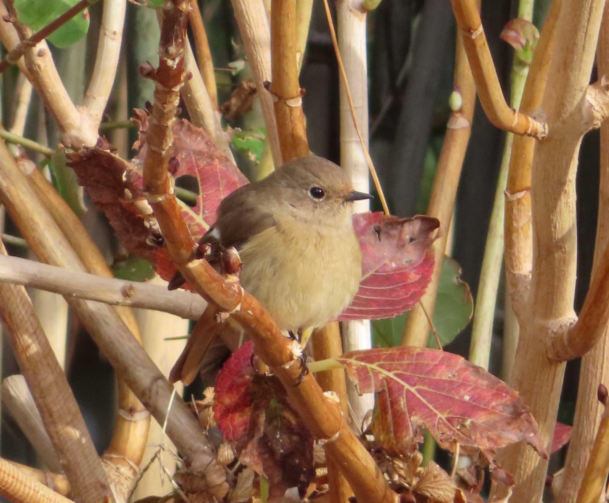 Photo of Daurian Redstart at 真鶴岬 by ゆ