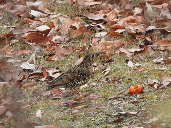 トラツグミ 大和民族公園(奈良県) 2021年1月3日(日)