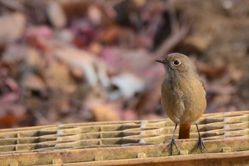 Tue, 12/29/2020 Birding report at 神代植物公園