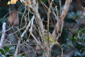 Sun, 12/27/2020 Birding report at 神代植物公園