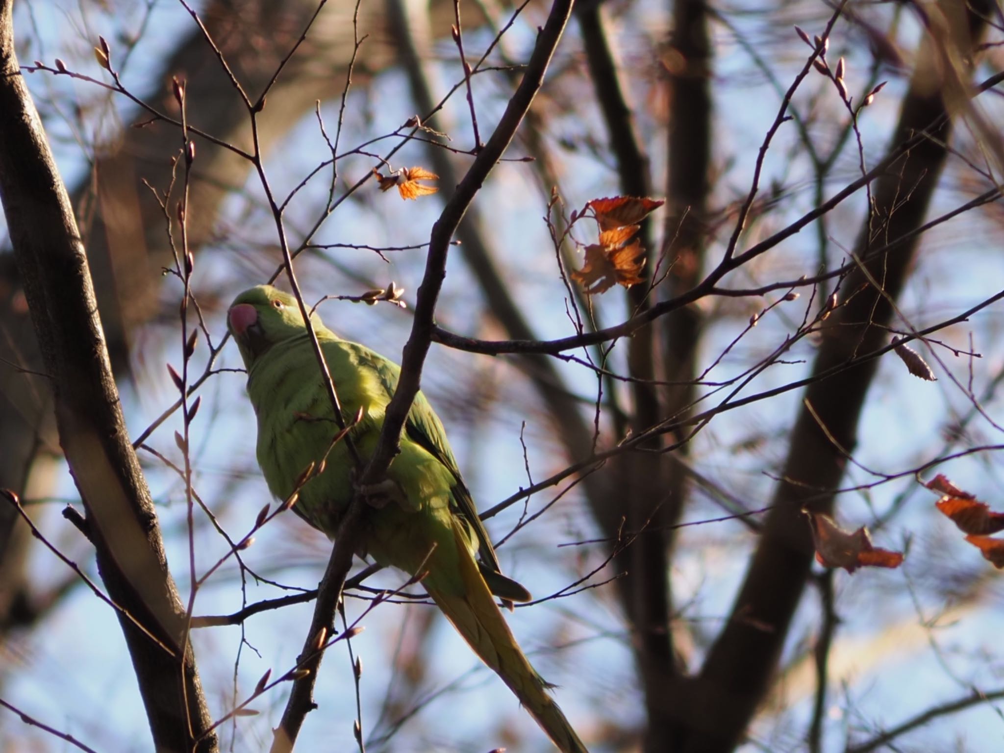 Photo of Indian Rose-necked Parakeet at Arisugawa-no-miya Memorial Park by メメタァ