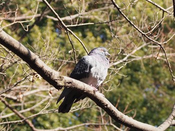 カワラバト 有栖川宮記念公園 2021年1月3日(日)