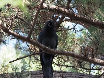 ハシブトガラス 有栖川宮記念公園 2021年1月3日(日)