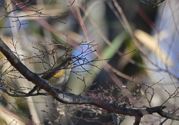 ルリビタキ 楽山公園(山梨県都留市) 2021年1月3日(日)