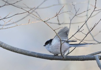 エナガ 楽山公園(山梨県都留市) 2021年1月3日(日)