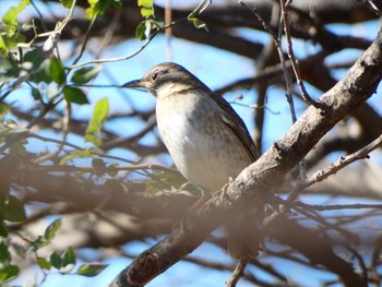 2021年1月2日(土) 彩湖の野鳥観察記録