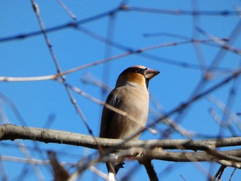 Hawfinch Akigase Park Sat, 1/2/2021