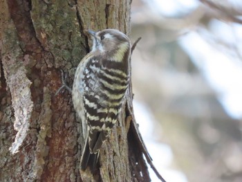 Japanese Pygmy Woodpecker 岡山旭川 Sun, 1/3/2021